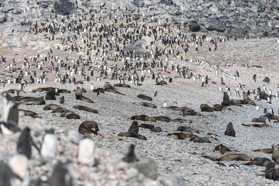 Lobos Marinos Antárticos y Pingüinos Gentoo - isla Robert - islas Shetland del Sur 01.jpg